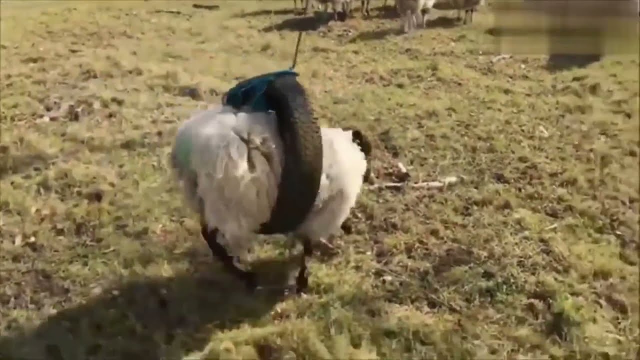 flying sheep🤣 Я ржал до слёз! Свежие приколы из тик ток_лучшее 2022