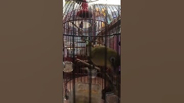 ngecir cocok untuk pancingan pleci