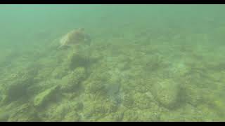 CHASING A CARETTA