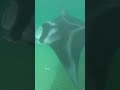 A rare and magical moment in Kaneohe Bay // CAPTAIN BRUCE Kaneohe