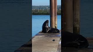 Sea Lion on the dock