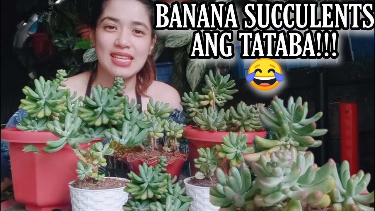 HOW I REPOT MY BANANA SUCCULENTS || ANDAMI NILA GRABE || CNS LOVERS Philippines by Ate Shake