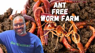 How To Keep ANTS Out Of Worm Bin