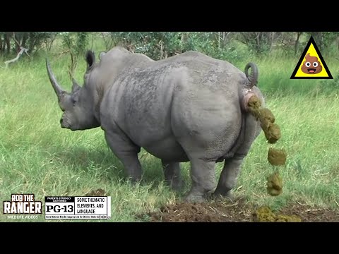 Rare Southern White Rhino Marking His Territory | Ceratotherium simum simum