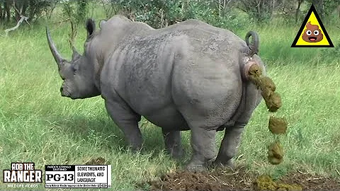 Rare Southern White Rhino Marking His Territory | ...