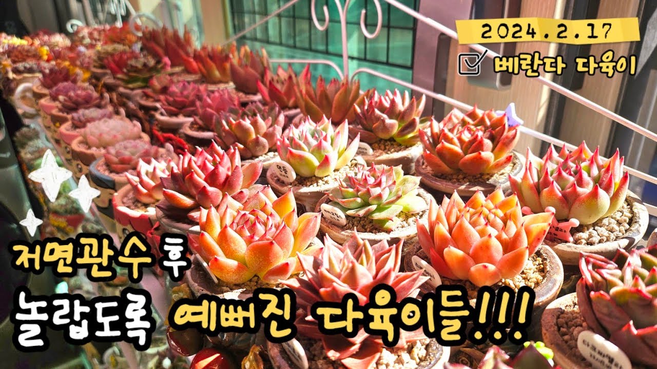 저면관수 해주고 3일이 지났어요~ 베란다 다육이들이 물먹고 빵빵해졌어요!