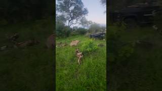 One can never tire of watching wild dog and hyena interaction! #wildlife #safari