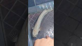 Platinum Snakehead