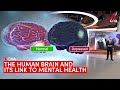 What causes mental illnesses the human brain and its link to mental health