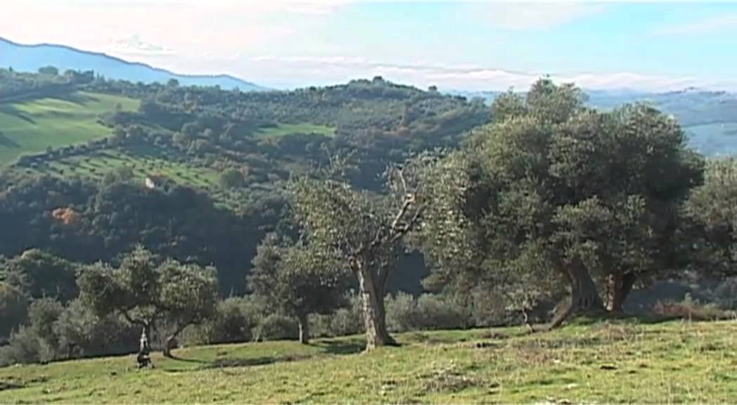 Olivi secolari II parte