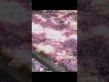🌸(⁠っ⁠.⁠❛⁠ ⁠ᴗ⁠ ⁠❛⁠.⁠)⁠っ