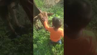 CHRISTOPHER PLAYING WITH COW