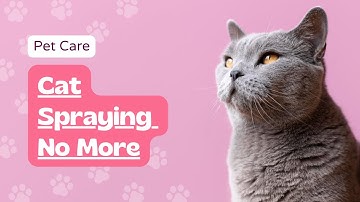 Cat Spraying No More: A Comprehensive Guide to Stopping Feline Urine Marking.