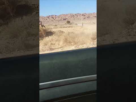 هجن قبيله مزينه جنوب سيناء مسافه ٢٥ كيلو 