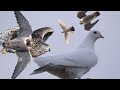 Сокол Сапсан Ястриб Тетеревятник атакуют голубей. Falcon Peregrine Goshawk attacking pigeons