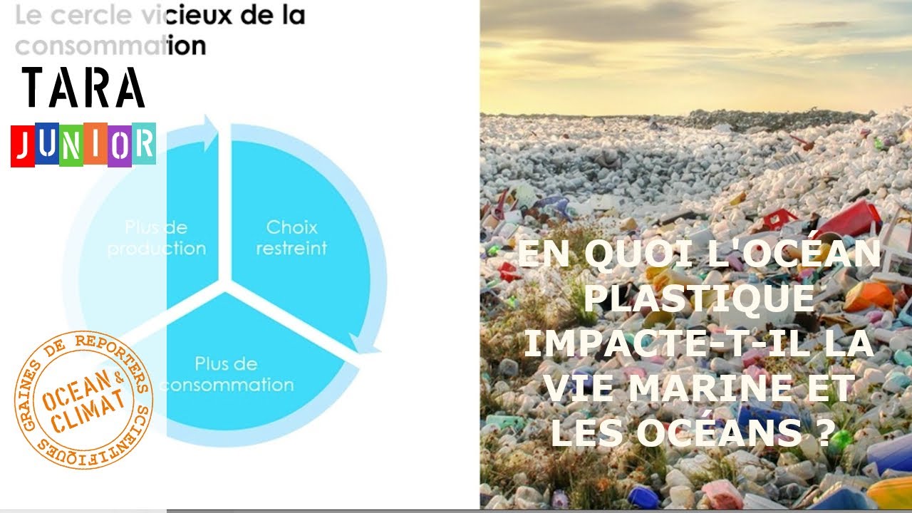 En quoi l'océan plastique impacte-t-il la vie marine et les océans ?