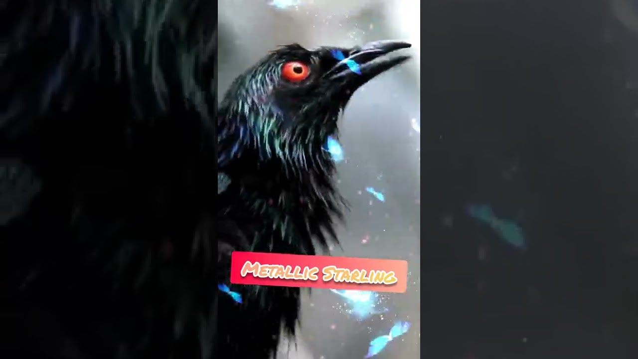 Metallic Starling Shining Starling