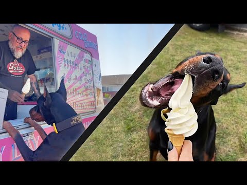 Dog Prefers Ice Cream Over Bones