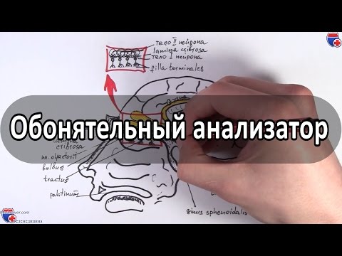 Видео: Где расположены обонятельные отверстия?