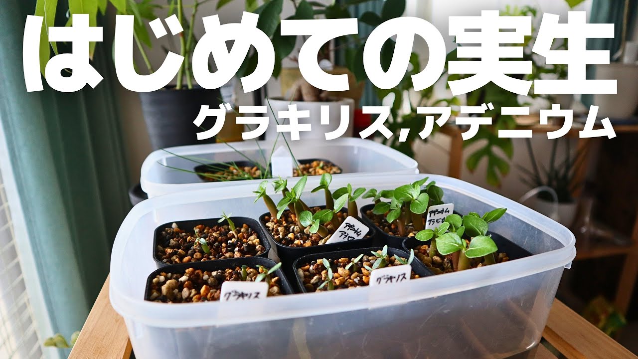初心者でも発芽できた実生の方法 / グラキリスとアデニウムの実生 / 実生種まき / 腰水管理 / 塊根植物実生