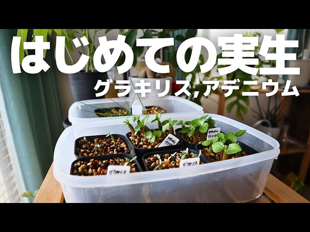 初心者でも発芽できた実生の方法 / グラキリスとアデニウムの実生