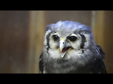 出番待つ動物たち＞富士花鳥園・クロワシミミズク【静岡新聞