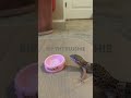 Geck is ￼ hungry
