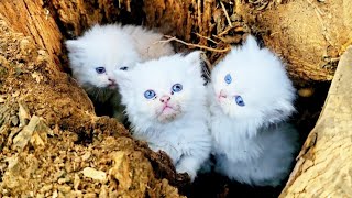 Woman Finds Three Kittens In A Ditch. She Calls For Help When She Discovers This by Did You Know ? 1,589 views 21 hours ago 8 minutes, 10 seconds