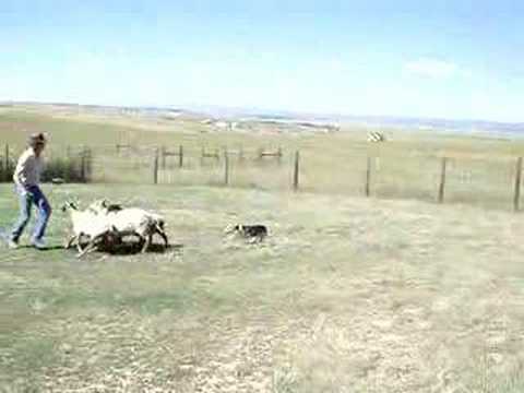 Corgi Herding Sheep, Judge's Comments & Title Results Τσοπανόσκυλο