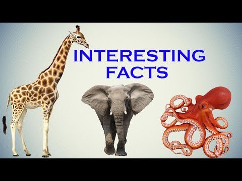 Video: The Mysterious World Of Animals: Interesting Information And Facts