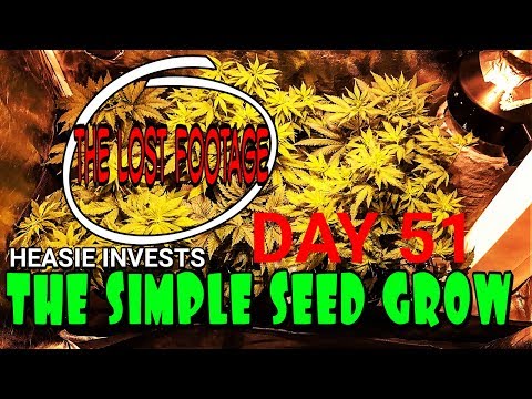 the-simple-seed-grow:-day-51-(veg)---time-spent-away-from-your-garden-sucks