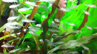 Malawi Blue Dolphin Fry 1 Day Old