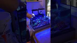 Step-by-step water change in a marine aquarium #poweredbyaquaforest Step-by-step water change in a marine aquarium #poweredbyaquaforest