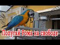 Говорящий попугай Ара на свободе.  Попугай Рома танцует на клетке и ест мел.