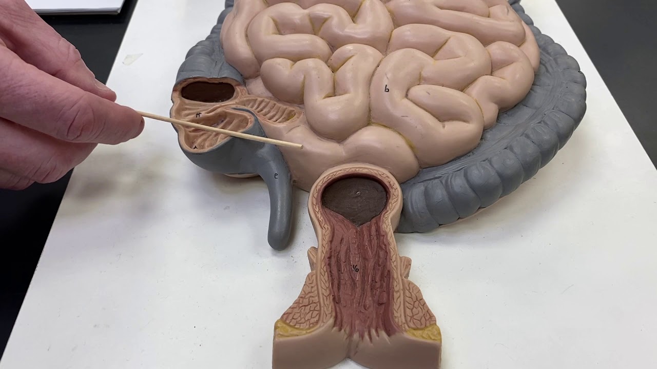 2402 Lab GI 3 Small and Large Intestines - YouTube