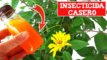 ¿Cuál es el mejor insecticida natural?