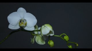 Lunar Garden - Bloom