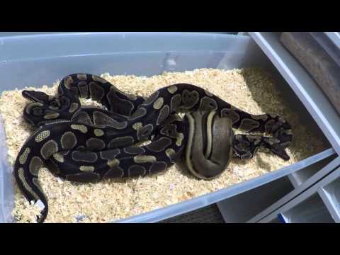 2015/2016 Ball Python Breeding Pair #4 & #5