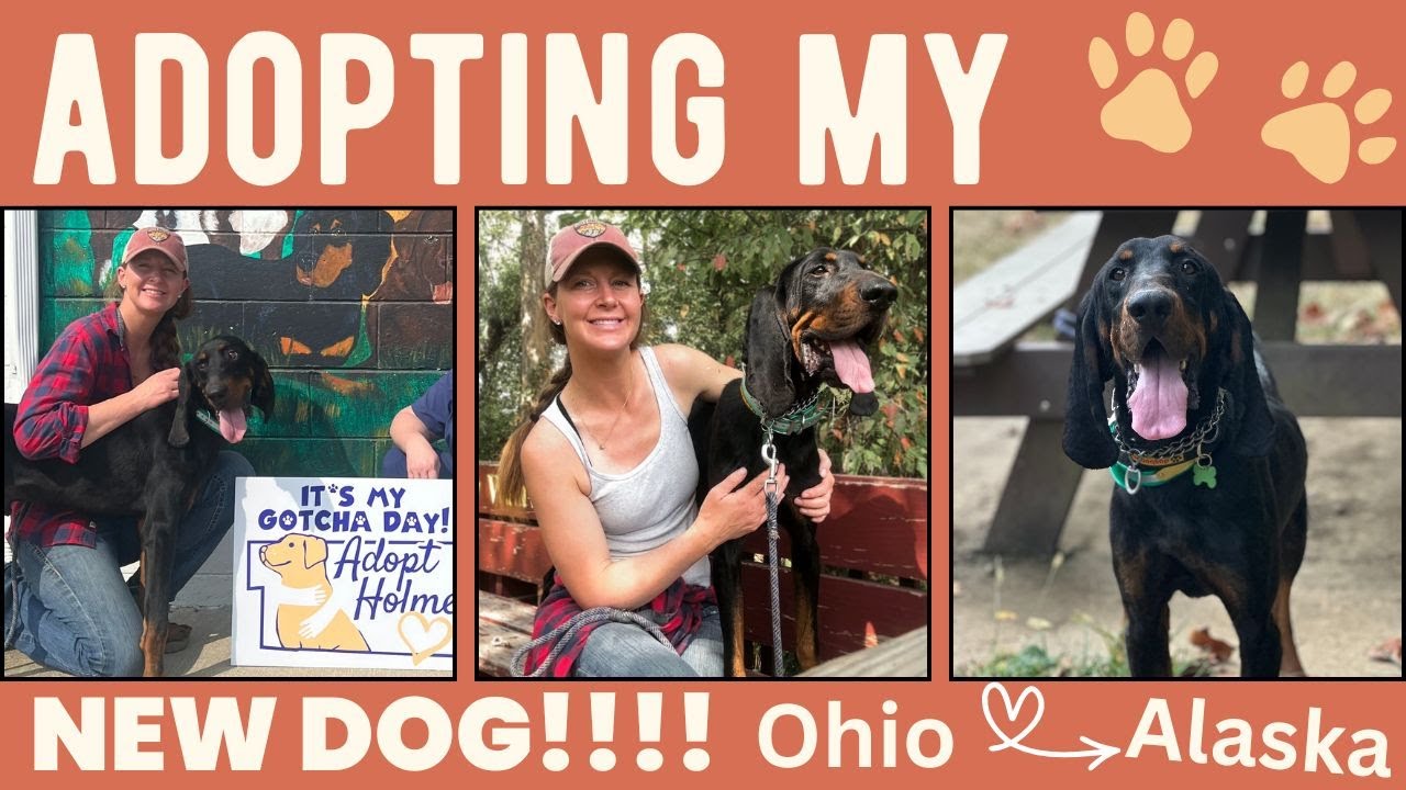 ADOPTING my new coonhound!!! Trip from Alaska to Ohio. Flying dog on Alaska Air. So glad he is home!