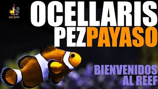 PEZ PAYASO (Amphiprion Ocellaris) -  Legan al acuario los primeros inquilinos!