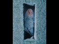 Ava max  one of us shorts part 1