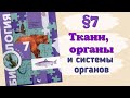 Краткий пересказ §7 Ткани, органы и системы органов. Биология 7 класс