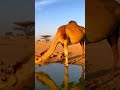 Camel vs Monkey – Realistic Desert Confrontation