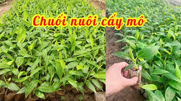 Các giống chuối cấy mô năng suất nhất hiện nay, đem lại hiệu quả kinh tế cao // 085.88.98765