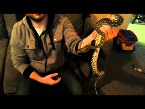 Australian Addiction and BHB Reptiles unboxing