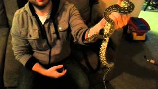 Australian Addiction and BHB Reptiles unboxing