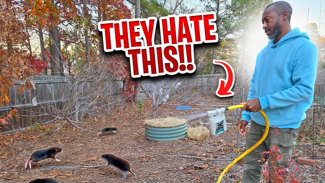 Кроты и полевки уничтожали мой сад… Пока я не сделал вот это.