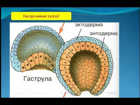 Моторный онтогенез обучение