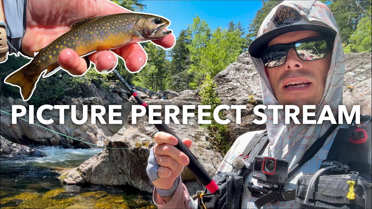 Горный ручей *совершенство*, ловля нахлыстом местной ручьевой форели — июль 2025 г.