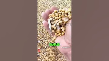 Waarom vogels graanschepen binnendringen 🐦🚢